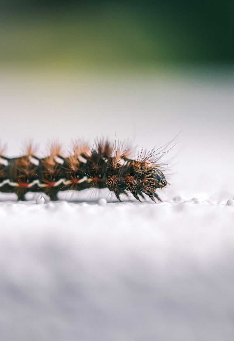 Caterpillar